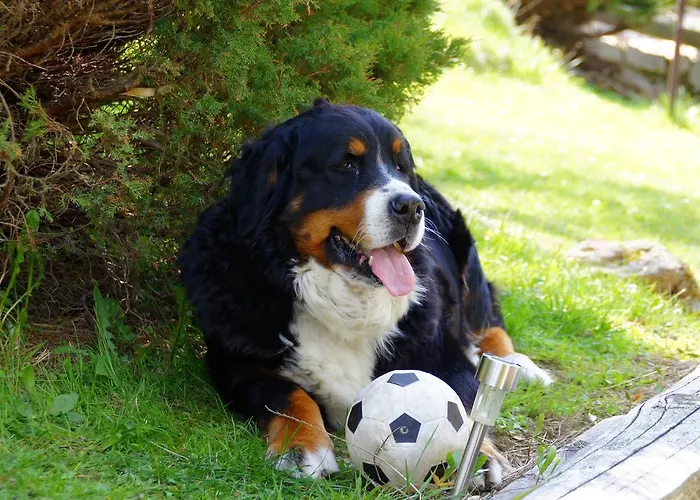 U Gorali Проживание в семье